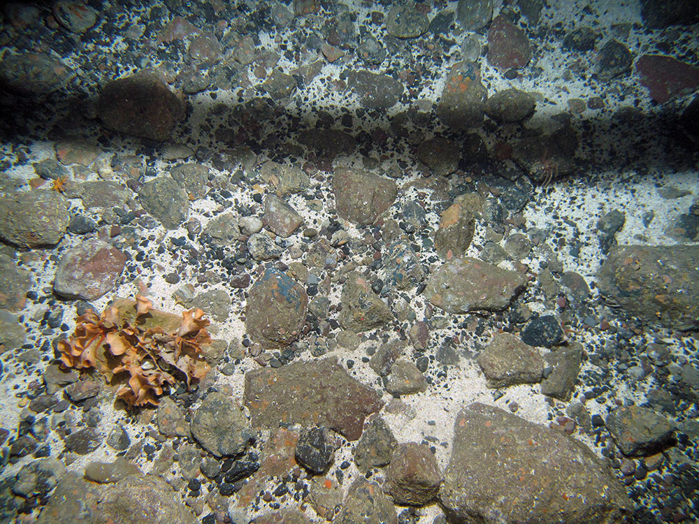 Mixed substrata with the ross coral (Pentapora foliacea) at Stanton Banks SAC