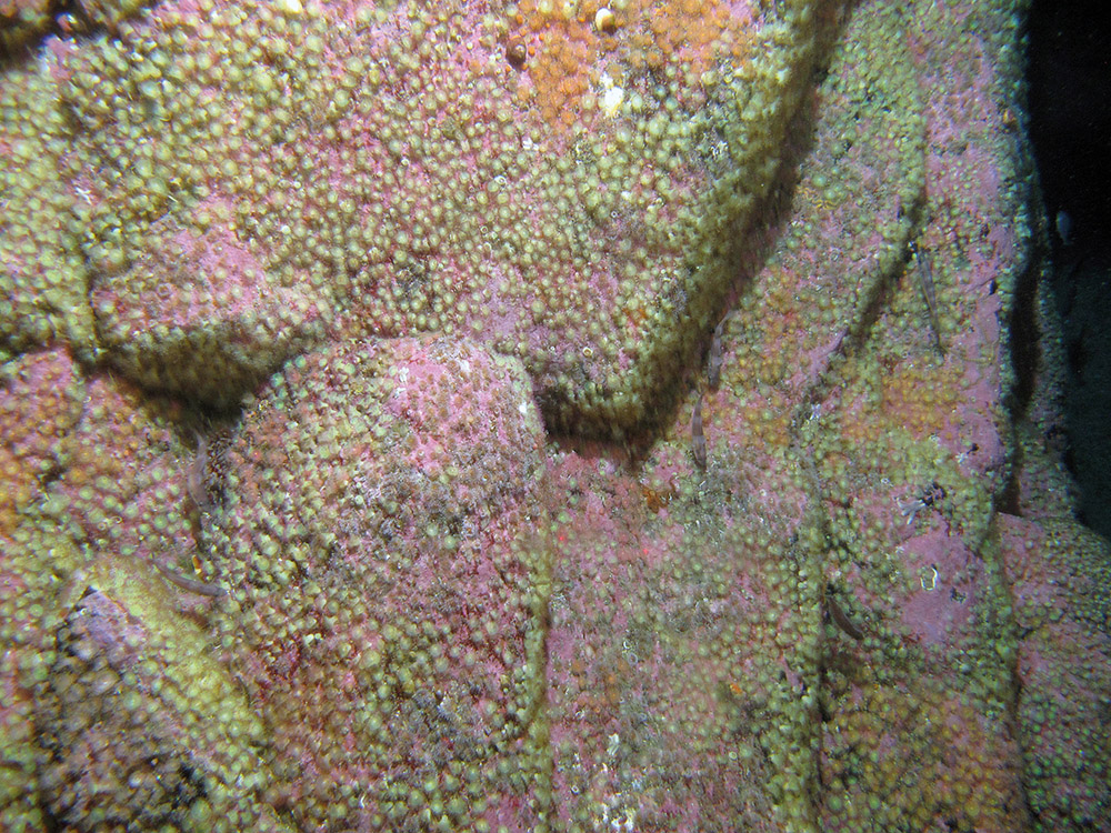Bedrock with jewel anemones (Corynactis viridis) and encrusting coralline algae at Stanton Banks SAC