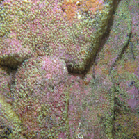 Bedrock with jewel anemones (Corynactis viridis) and encrusting coralline algae at Stanton Banks SAC