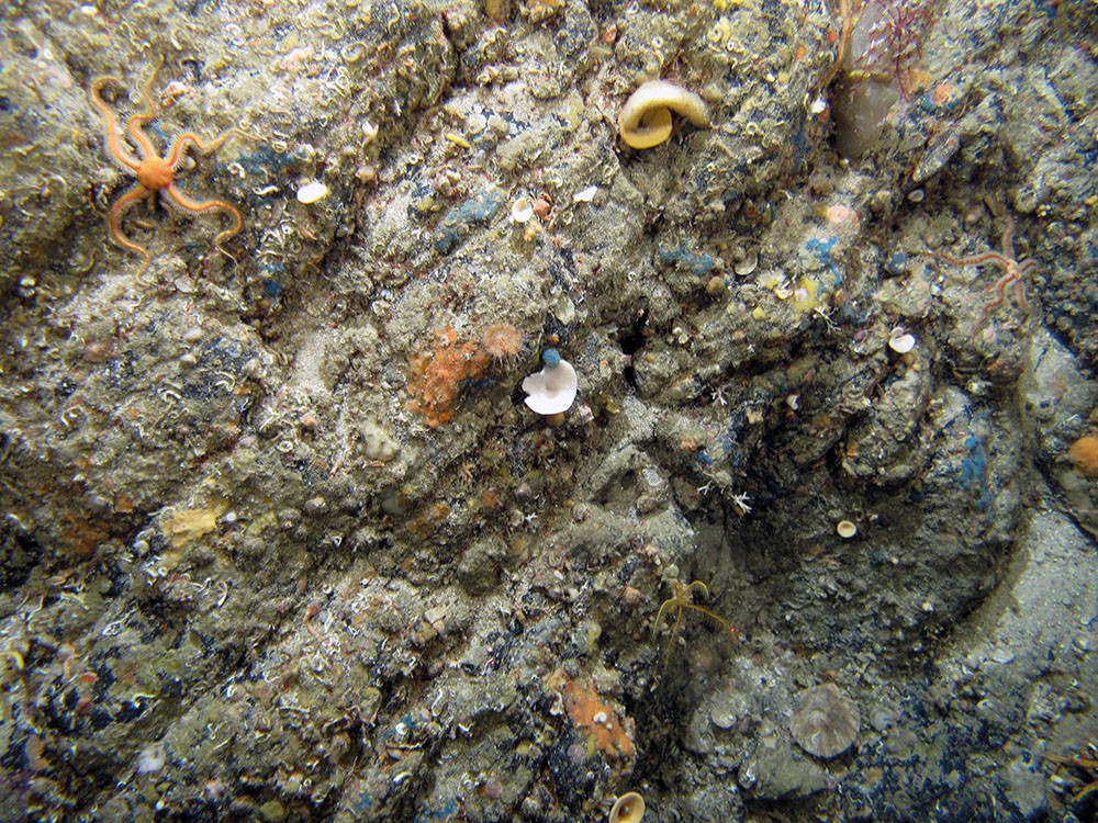 Bedrock with mixed biota including the black brittle star, cup sponges, keel worms and encrusting sponges at Stanton Banks SAC