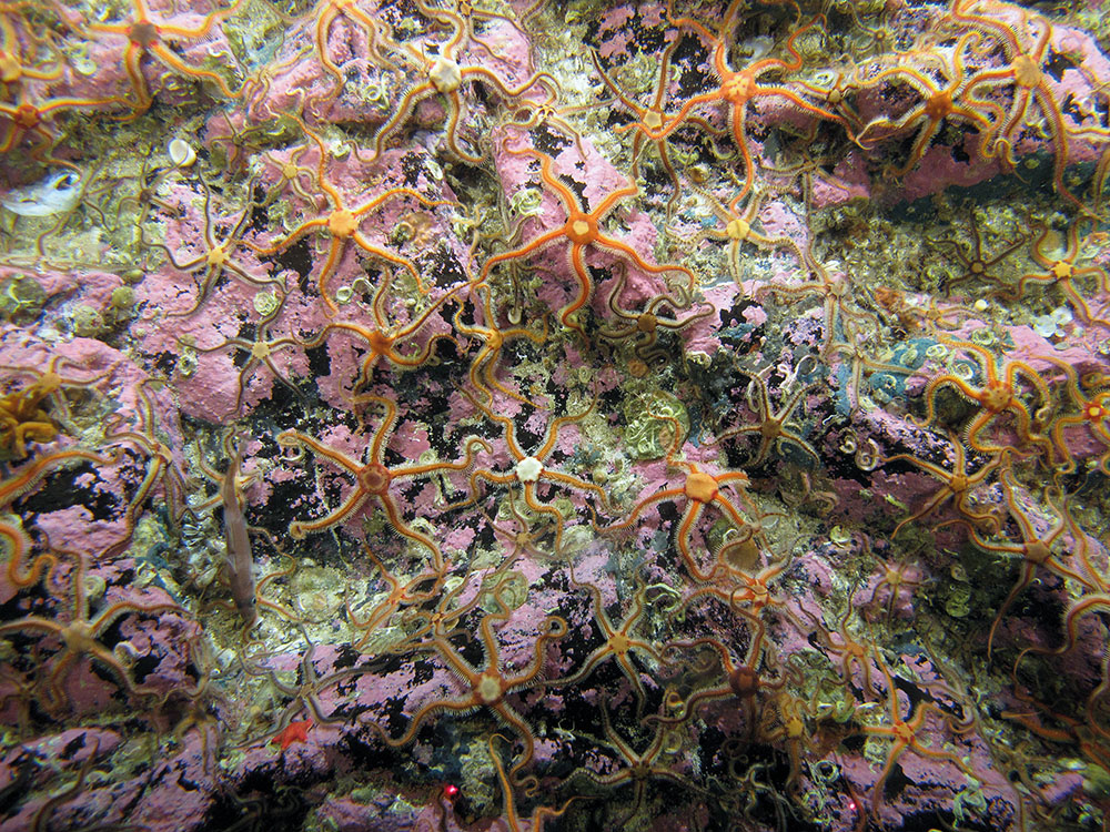 Bedrock with black brittle stars (Ophiocomina nigra) and encrusting coralline algae at Stanton Banks SAC