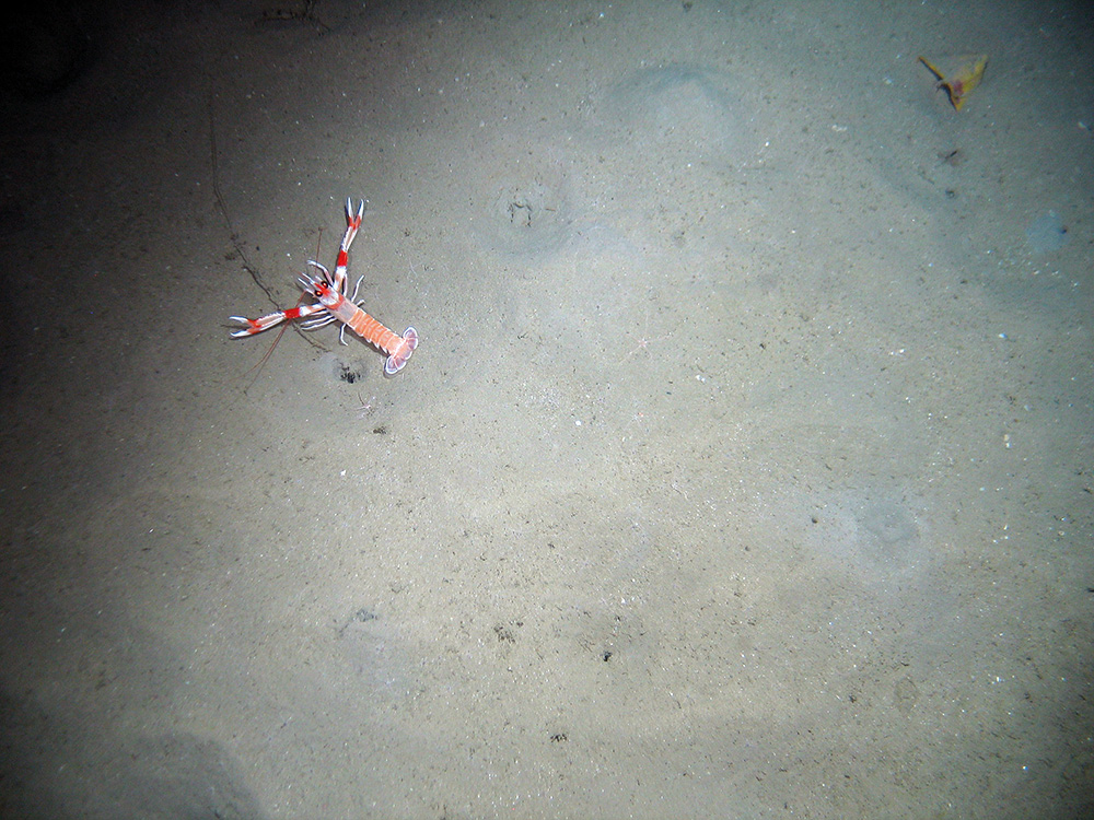 Dublin Bay prawn (Nephrops norvegicus) on sediment © 2007 Defra, JNCC, Marine Institute, BGS, UoP