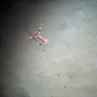 Dublin Bay prawn (Nephrops norvegicus) on sediment © 2007 Defra, JNCC, Marine Institute, BGS, UoP