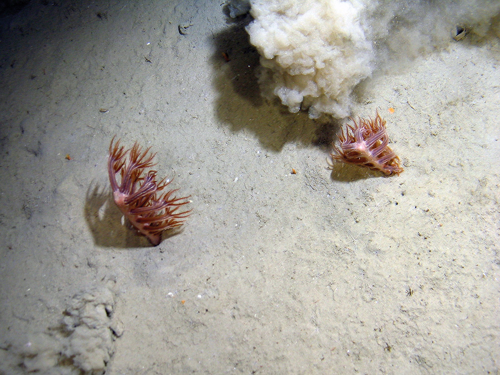 Sea pens (Kophobelemnon stelliferum) in sediment © 2007 Defra, JNCC, Marine Institute, BGS, UoP