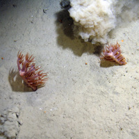 Sea pens (Kophobelemnon stelliferum) in sediment © 2007 Defra, JNCC, Marine Institute, BGS, UoP