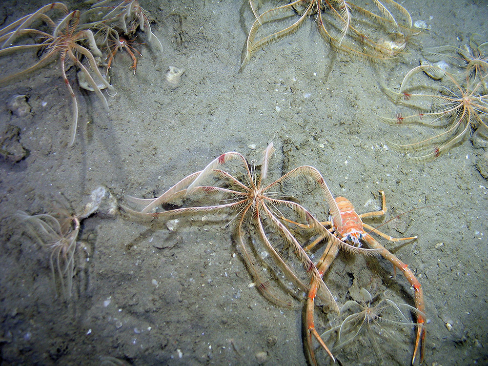 Feather star (Leptometra celtica) with a long clawed squat lobster (Munida rugosa) © 2007 Defra, JNCC, Marine Institute, BGS, UoP