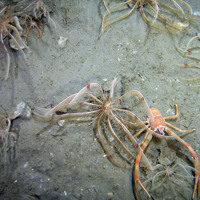 Feather star (Leptometra celtica) with a long clawed squat lobster (Munida rugosa) © 2007 Defra, JNCC, Marine Institute, BGS, UoP