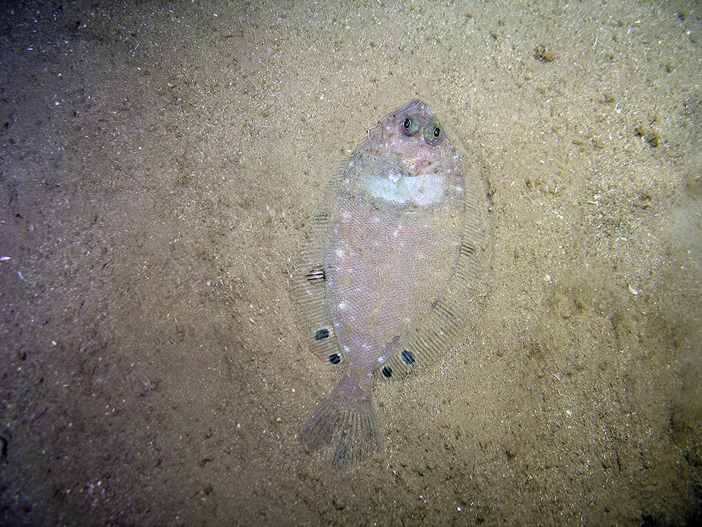 Four-spot megrim (Lepidorhombus boscii) © 2007 Defra, JNCC, Marine Institute, BGS, UoP