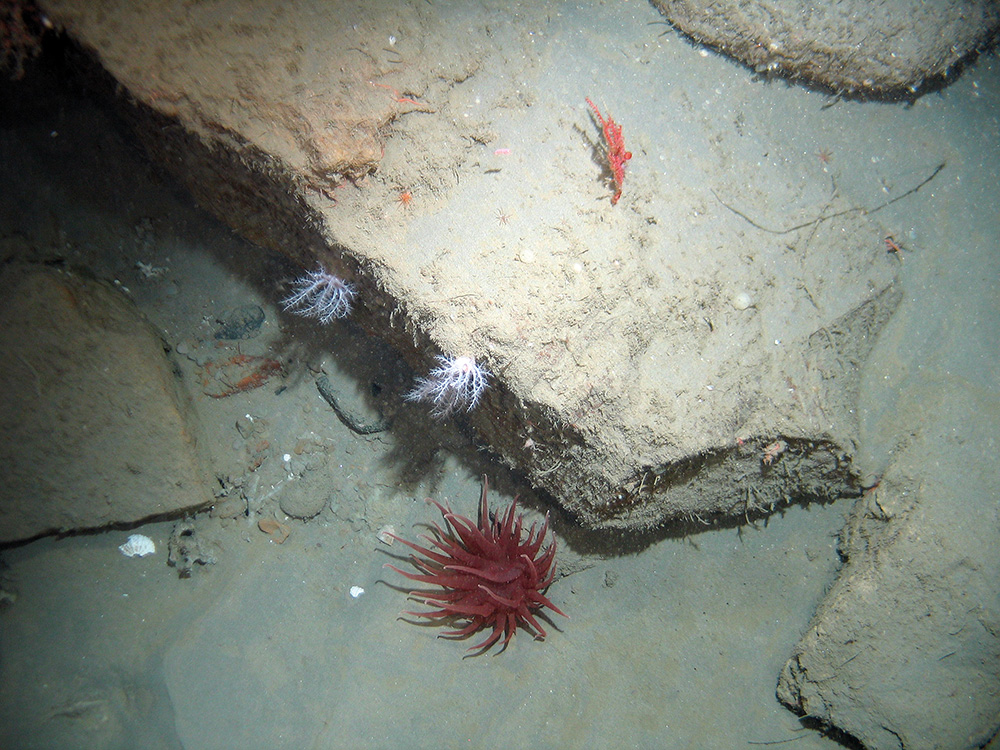 Sea cucumbers (Psolus squamatus) and the deeplet sea anemone (Bolocera tuediae) plus a small sea fan (Alcyonacea) © 2007 Defra, JNCC, Marine Institute, BGS, UoP