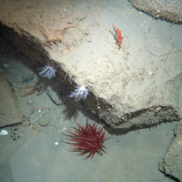 Sea cucumbers (Psolus squamatus) and the deeplet sea anemone (Bolocera tuediae) plus a small sea fan (Alcyonacea) © 2007 Defra, JNCC, Marine Institute, BGS, UoP