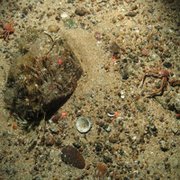 Boulder and squat lobsters