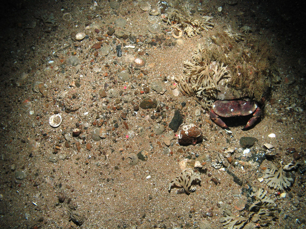 Edible crab under rock