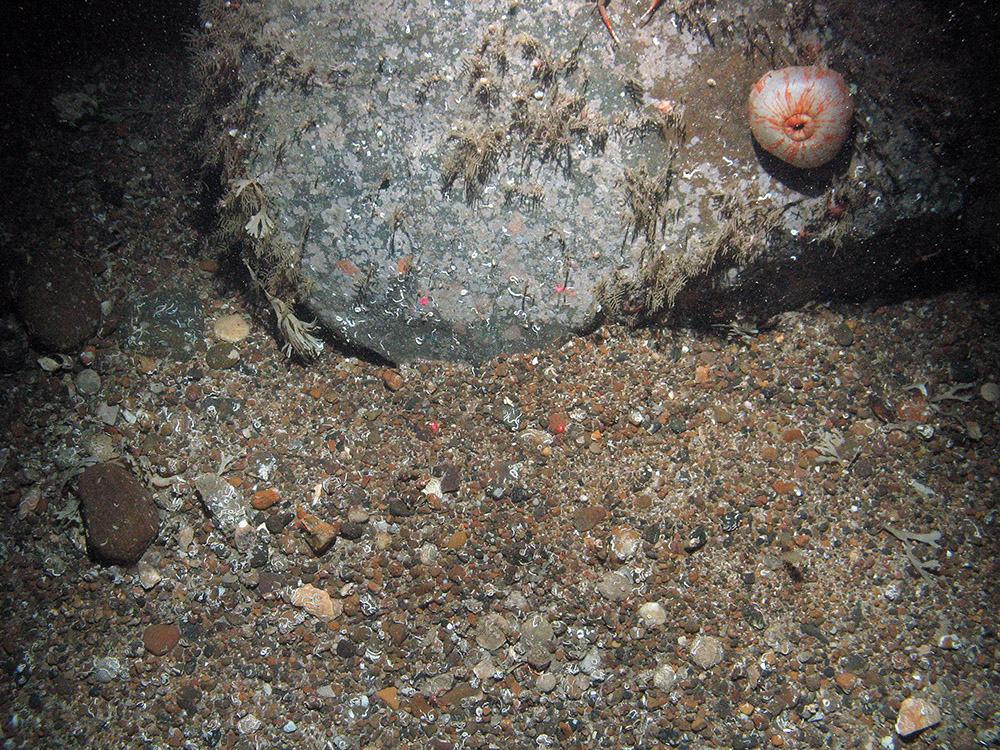 A horseman anemone (Urticina eques) on a boulder with hydroids, encrusting bryozoa and keel worms (Spirobranchus sp.)