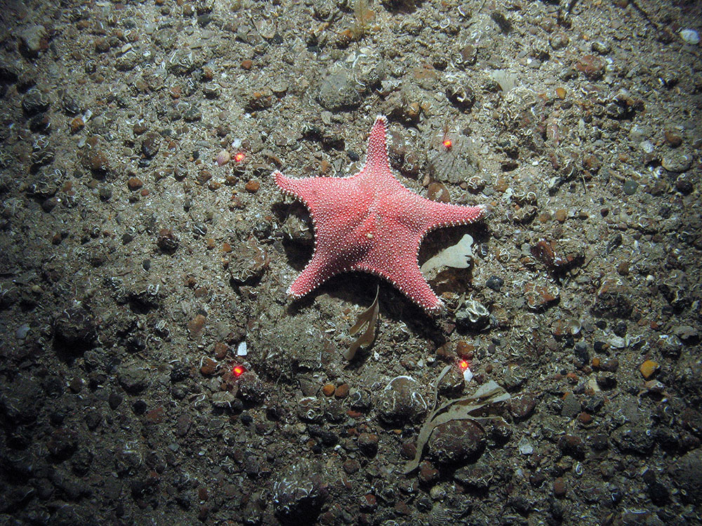 Rigid armed starfish (Hippasteria phygiana) on gravel and sand.