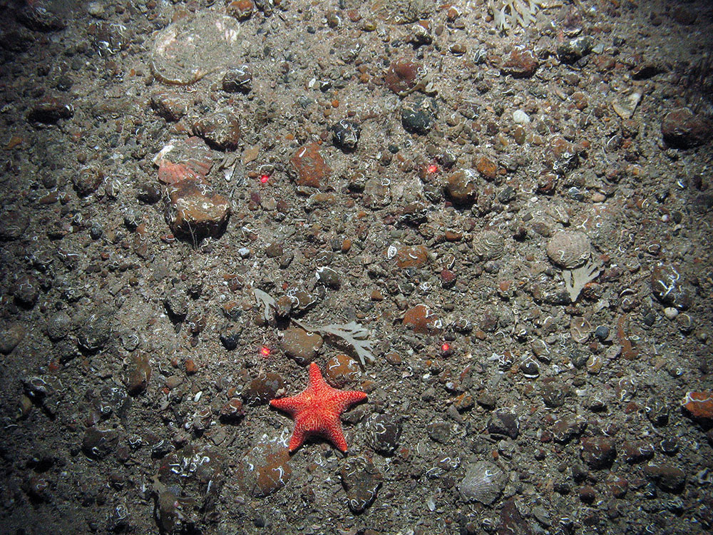 The cushion star Porania pulvillus on sand and gravel with a scallop (Pecten maximus) and keel worms (Spirobranchus sp.).