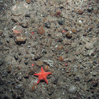 The cushion star Porania pulvillus on sand and gravel with a scallop (Pecten maximus) and keel worms (Spirobranchus sp.).