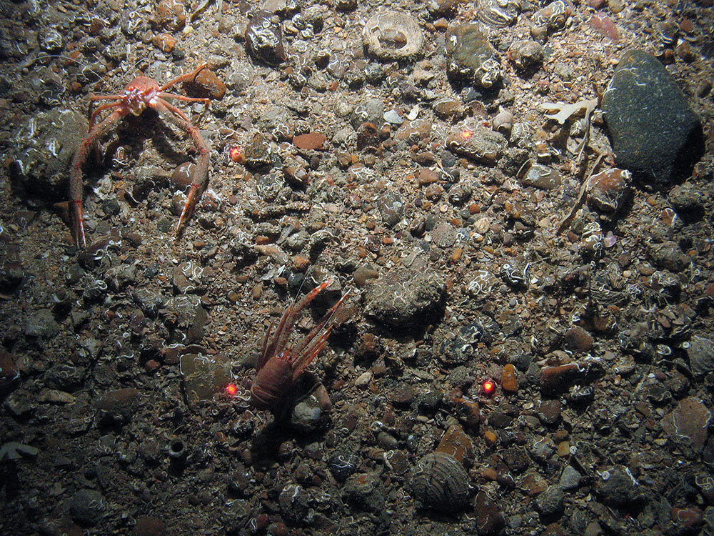 Two long clawed squat lobsters (Munida rugosa) on gravel and sand with keel worms (Spirobranchus sp.).