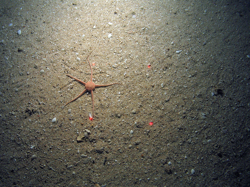 Brittlestar (Ophiura ophiura) on coarse sediment