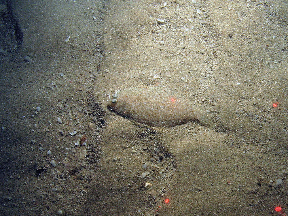 Flatfish in sediment (Pleuronectiformes)