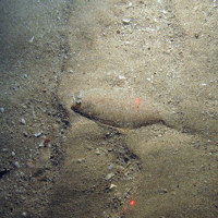Flatfish in sediment (Pleuronectiformes)