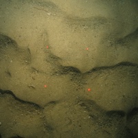 Sand ripples