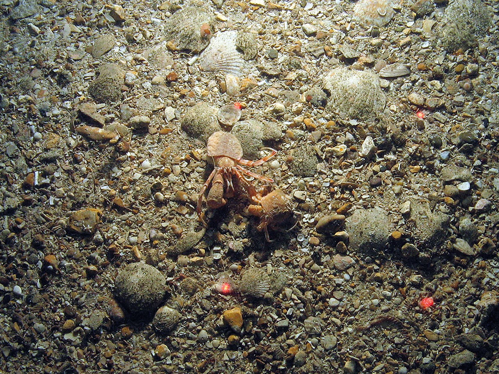 Hermit crabs (Pagurus prideaux) with cloak anemones (Adamsia palliata)