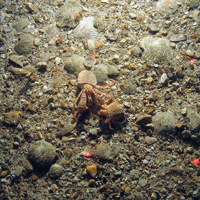 Hermit crabs (Pagurus prideaux) with cloak anemones (Adamsia palliata)