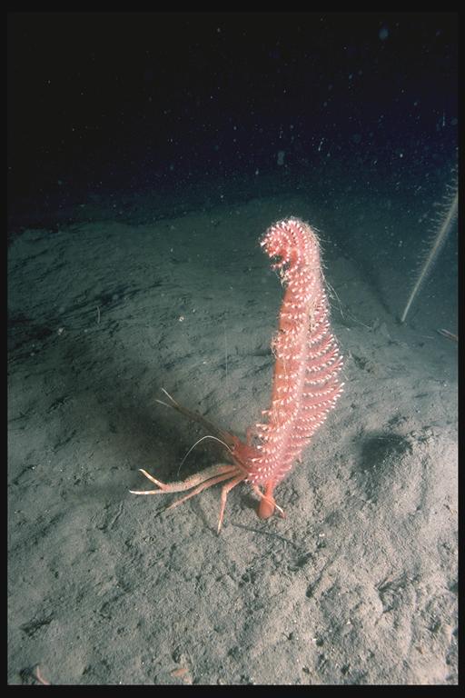 Phosphorescent seapen, © JNCC