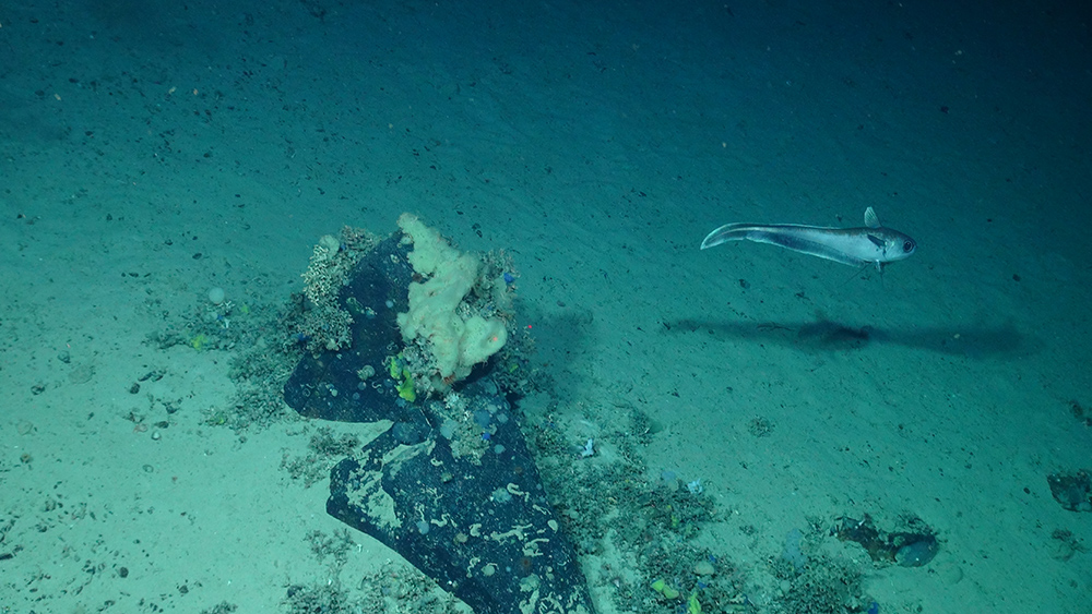 Round-nose grenadier, (Courtesy of the NERC funded Deep Links Project - Plymouth University, Oxford University, JNCC, BGS).