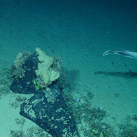 Round-nose grenadier, (Courtesy of the NERC funded Deep Links Project - Plymouth University, Oxford University, JNCC, BGS).