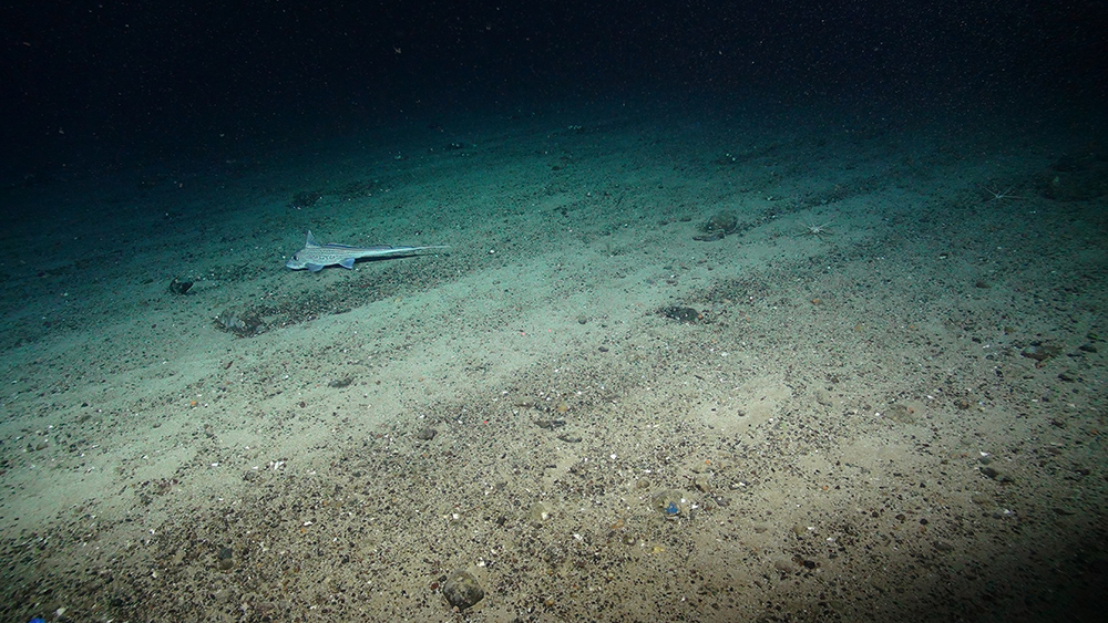 Deep sea sediments, (Courtesy of the NERC funded Deep Links Project - Plymouth University, Oxford University, JNCC, BGS).