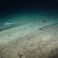 Deep sea sediments, (Courtesy of the NERC funded Deep Links Project - Plymouth University, Oxford University, JNCC, BGS).