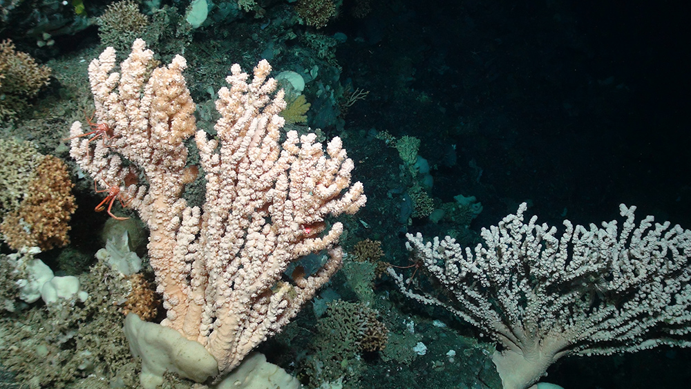 Branching coral, (Courtesy of the NERC funded Deep Links Project - Plymouth University, Oxford University, JNCC, BGS).