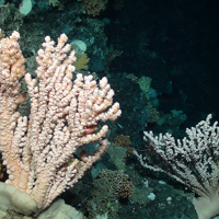 Branching coral, (Courtesy of the NERC funded Deep Links Project - Plymouth University, Oxford University, JNCC, BGS).