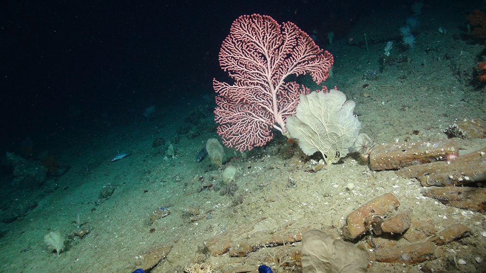 Pink seafan at George Bligh Bank, (Courtesy of the NERC funded Deep Links Project - Plymouth University, Oxford University, JNCC, BGS).