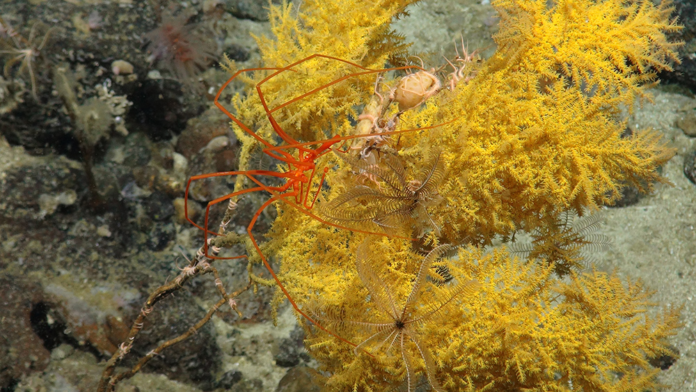 Sea spider, (Courtesy of the NERC funded Deep Links Project - Plymouth University, Oxford University, JNCC, BGS).