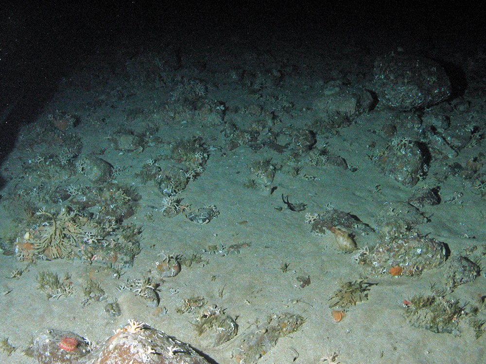 Mixed fauna characterised by branching calcareous bryozoa and keel worms (Spirobranchus sp.) on boulders and cobbles on sand