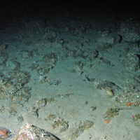 Mixed fauna characterised by branching calcareous bryozoa and keel worms (Spirobranchus sp.) on boulders and cobbles on sand