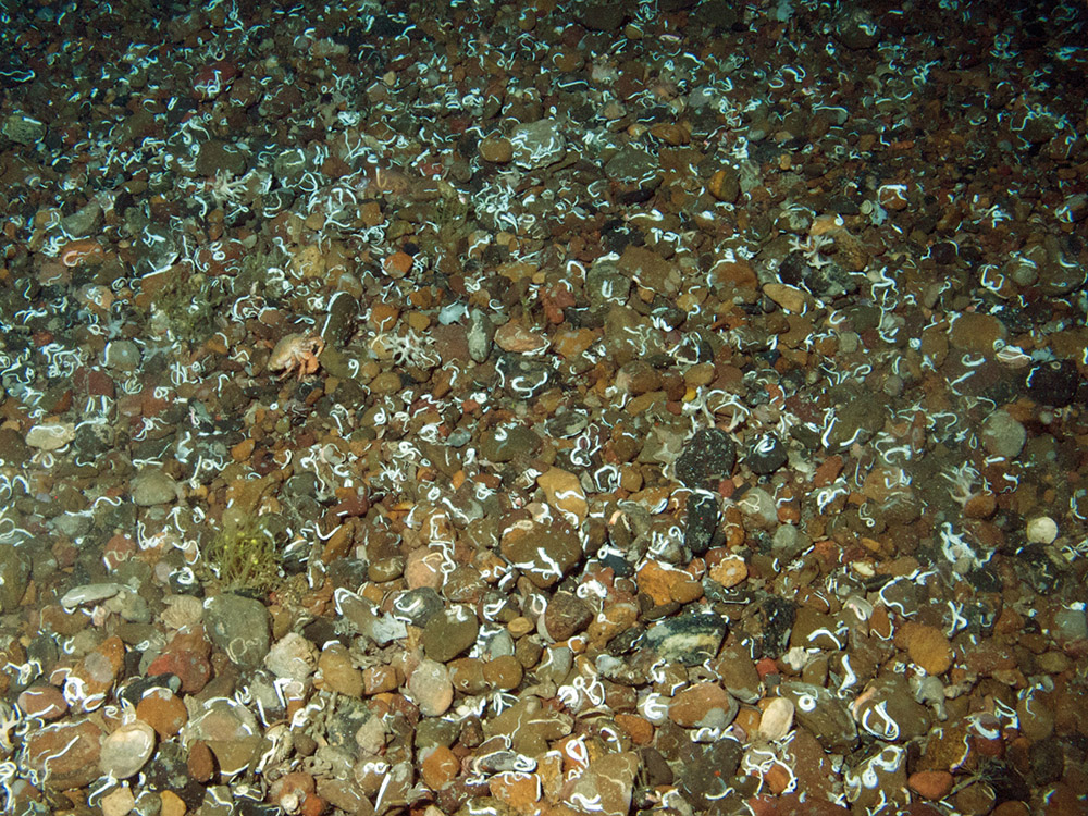 Keel worm (Spirobranchus sp.) dominated gravel