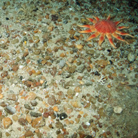 Sun Star (Crassoster papposus) on gravel and sediment seabed