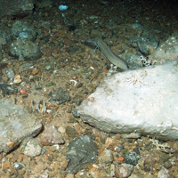 Sponges (various), branched calcareous bryozoa (Cheilostomata) and a young ling (Molva molva) on boulders and mixed substrata