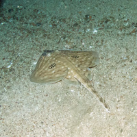 Cuckoo Ray (Leucoraja naevus) on coarse sediment
