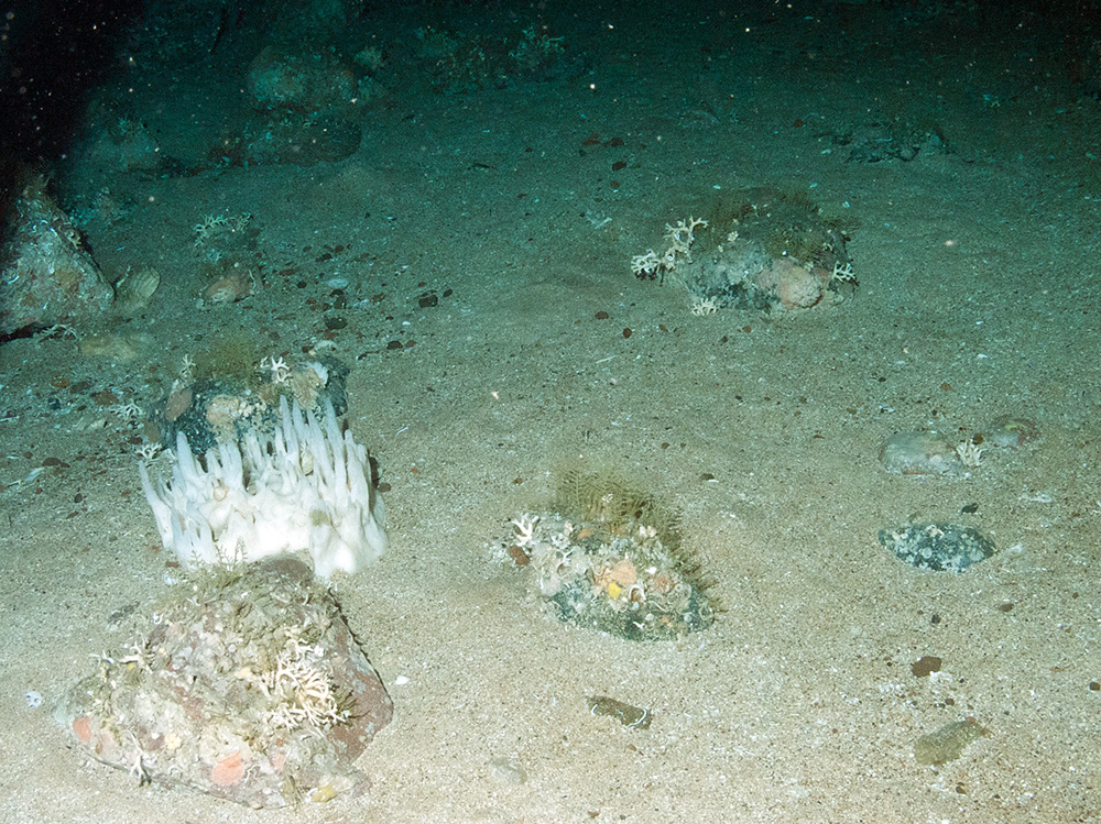 A white sponge (Oceanapia robusta) and other fauna (including hydroids and branched calcareous bryozoa) on mixed substrata