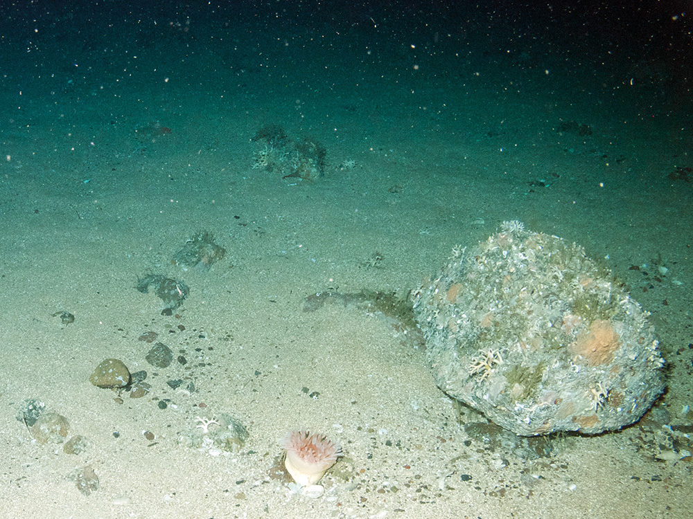 Branched calcareous bryozoa (Cheilostomata) and other encrusting fauna on boulder on sediment (including a sea anemone)