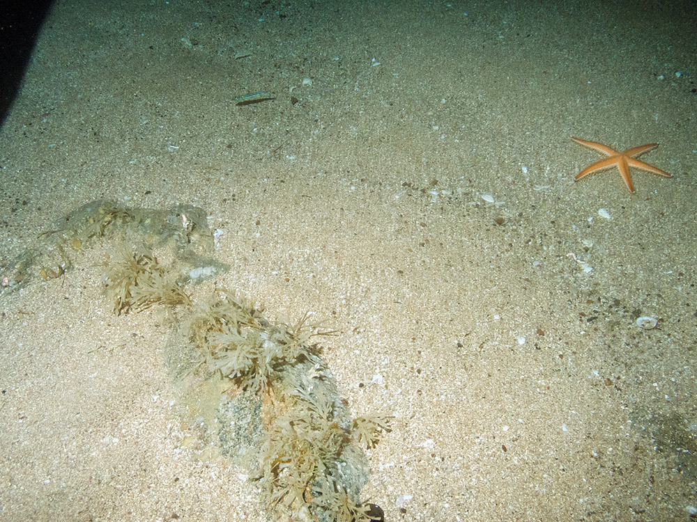 Square-end horn wrack (Securiflustra securifrons) on sand scoured rock with starfish (Luidia sarsii)