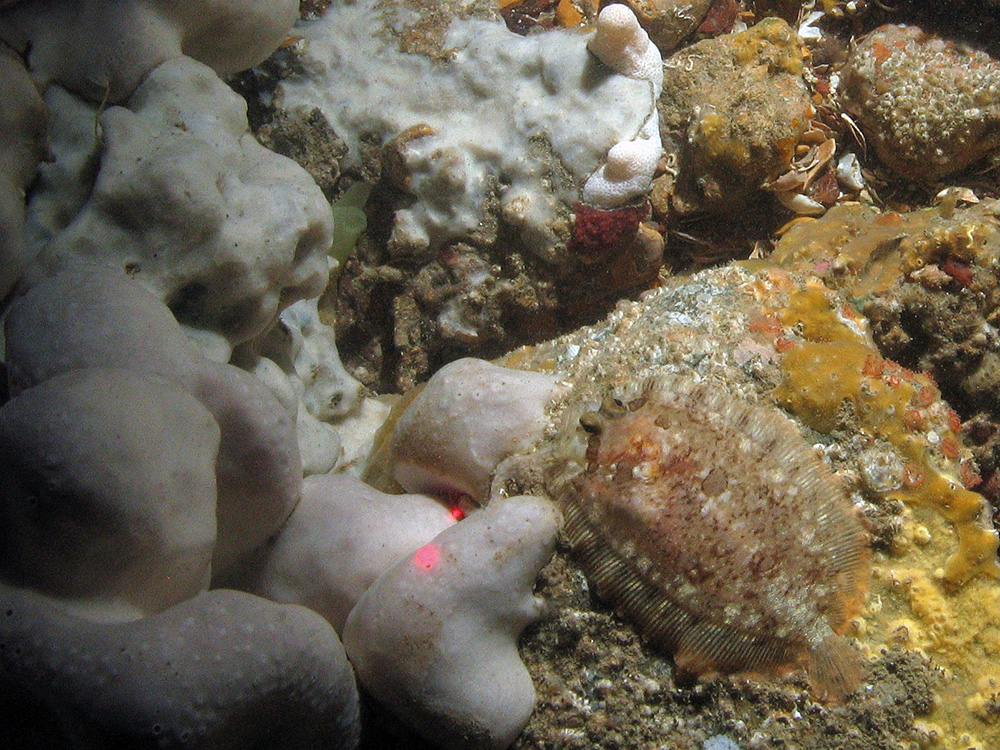 A topknot (Zeugopterus punctuatus) on barnacle covered rock surrounded by sponges including the elephant hide sponge (Pachymatisma johnstonia) © JNCC/Cefas