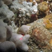 A topknot (Zeugopterus punctuatus) on barnacle covered rock surrounded by sponges including the elephant hide sponge (Pachymatisma johnstonia) © JNCC/Cefas