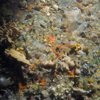 Sponge dominated rock species include yellow stag horn sponge (Axinella dissimilis) and various encrusting species © JNCC/Cefas