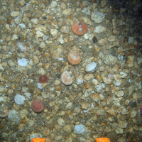 Queen scallops (Aquiepecten opercularis) on gravel seabed © MALSF, Crown copyright, 2006 