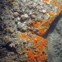 Ross worms (Sabellaria spinulosa), slipper limpets (Crepidula fornicata) and variegated scallops (Mimachlamys varia) © JNCC/Cefas